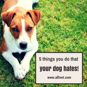 5 Things You Do That Your Dog Hates - Allivet Pet Care Blog