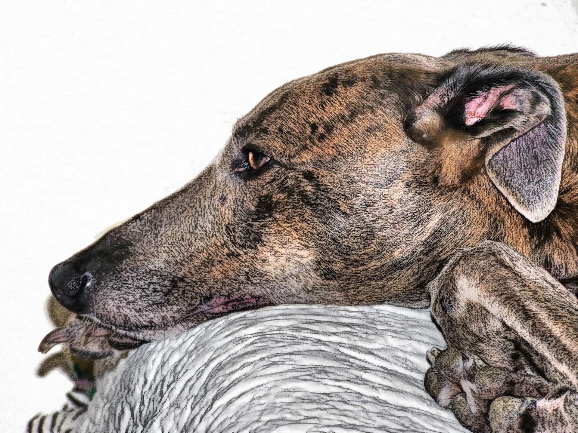 is dry food harmful to a treeing tennessee brindle puppy