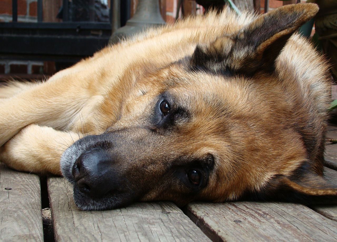 German shepherd shop seizures food