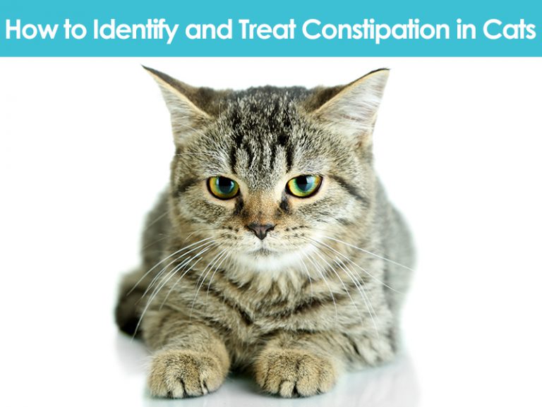 How to Identify and Treat Constipation in Cats Allivet Pet Care Blog