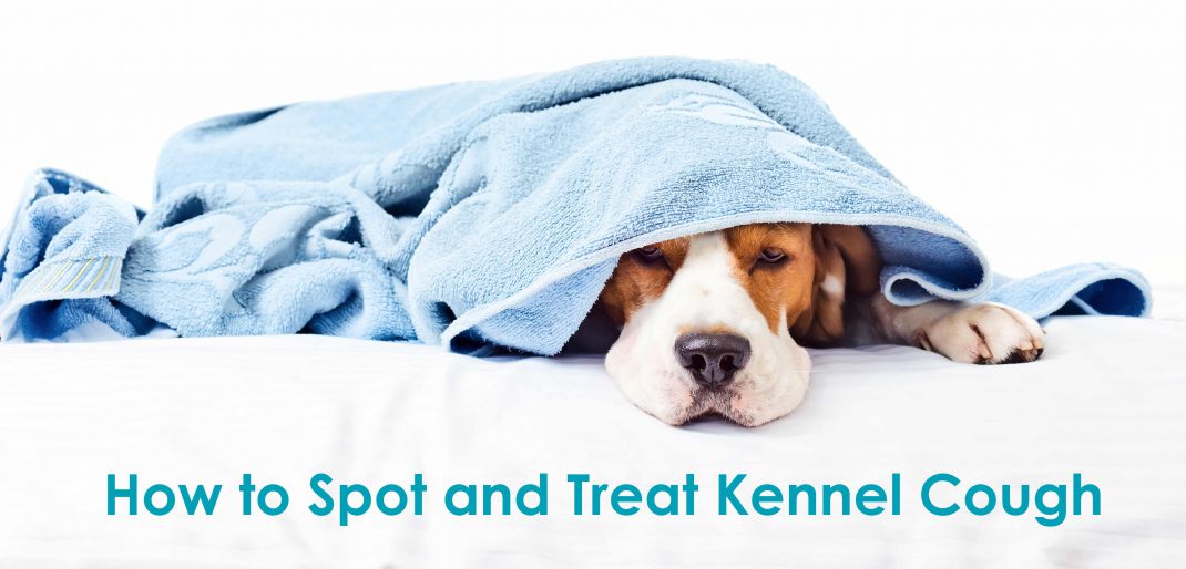 How to Spot and Treat Kennel Cough Allivet Pet Care Blog