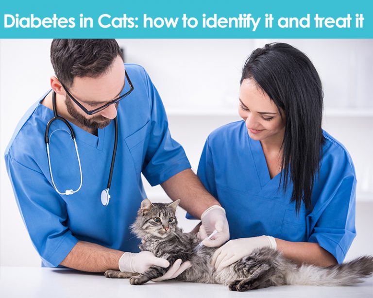 Diabetes in Cats How to Identify It and How to Treat It