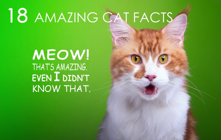 18 Amazing Cat Facts - Allivet Pet Care Blog