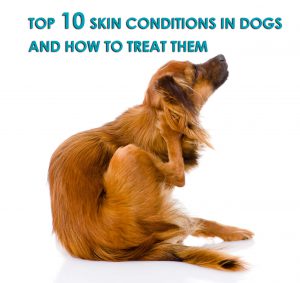 Top 10 Skin Conditions in Dogs and How to Treat them - Allivet Pet Care ...