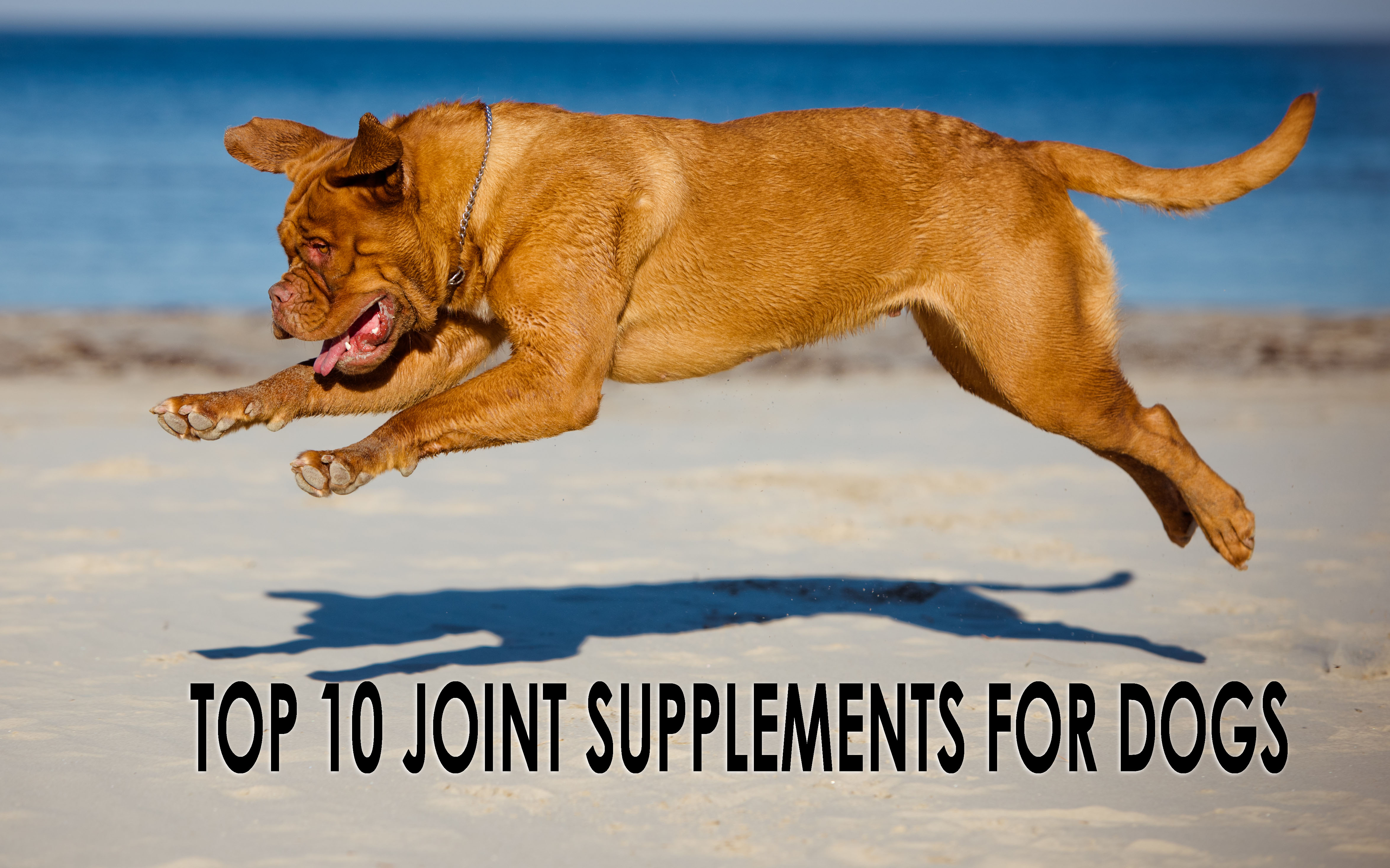 Top 10 deals dog supplements