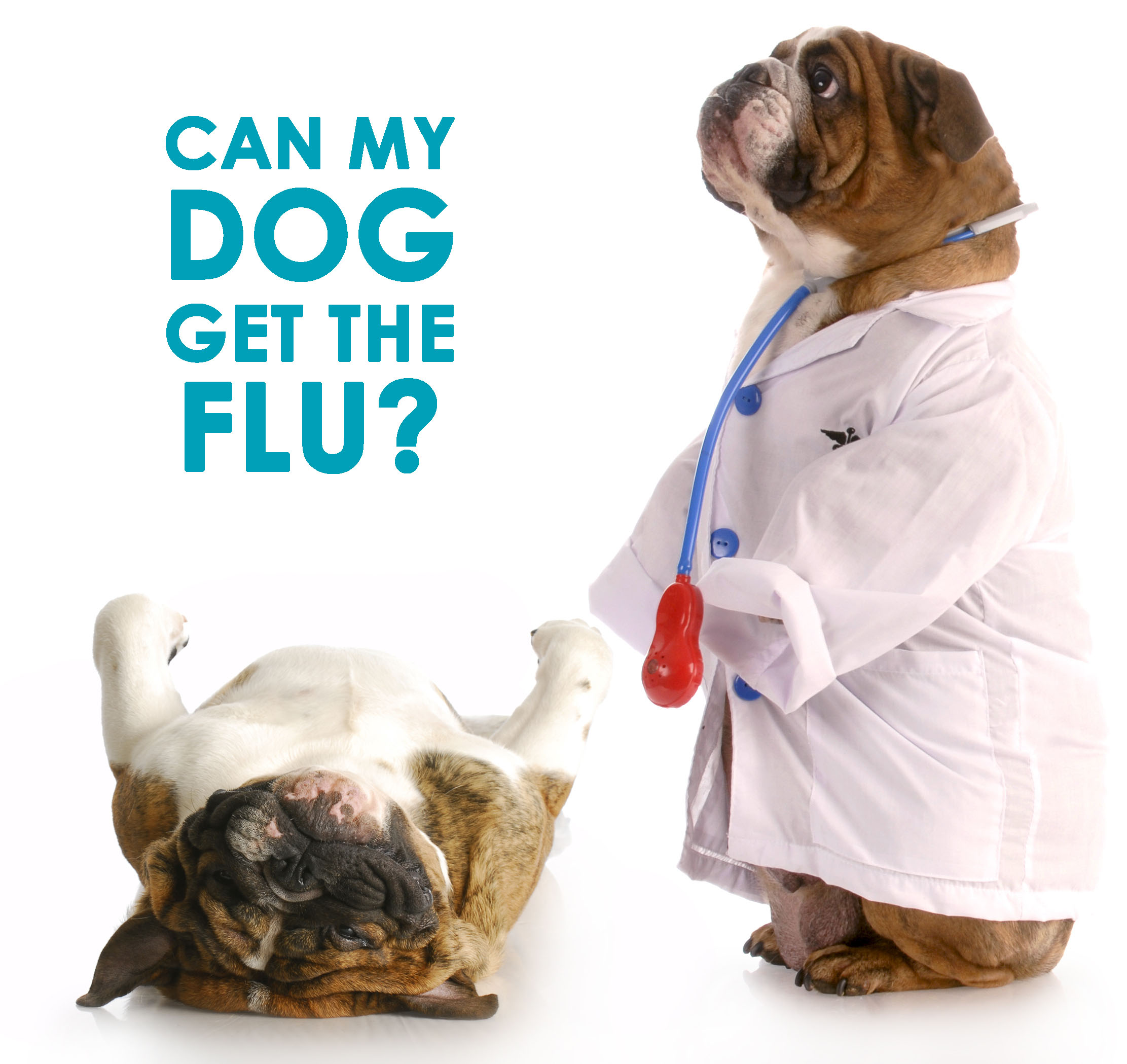 aidi is ill with canine influenza