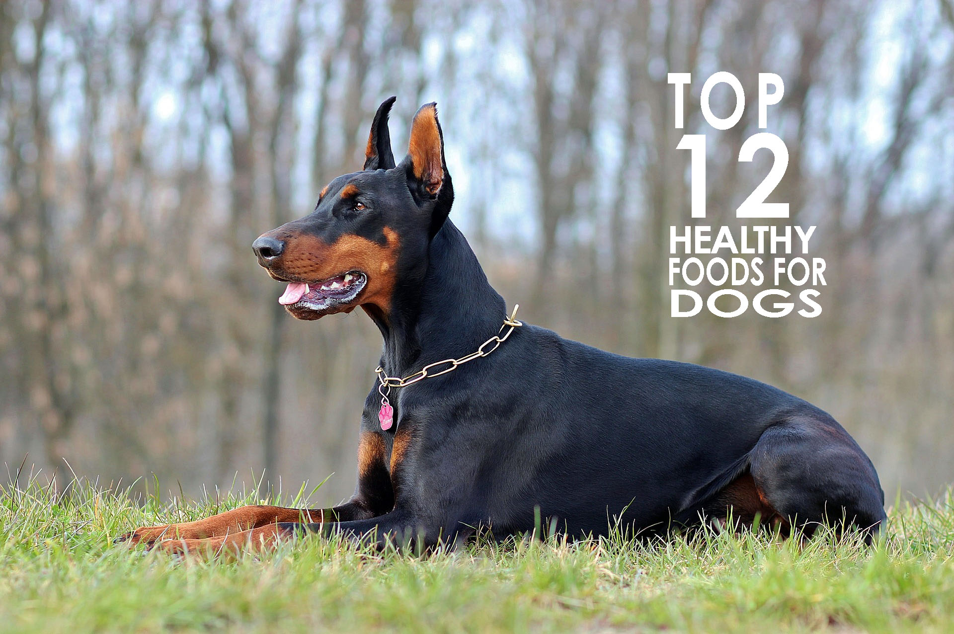 Top 12 Healthy Foods for Dogs - Allivet Pet Care Blog