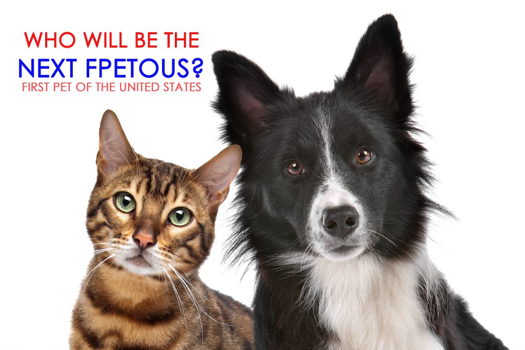 Pets and Presidents: Who will be the Next FPETOUS*? - Allivet Pet Care Blog