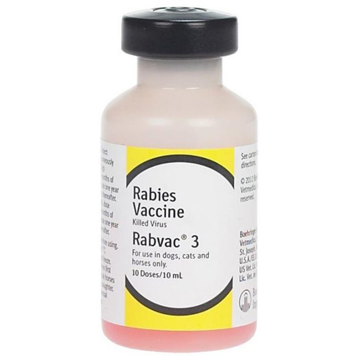 Five Essential Vaccines Your Horse Must Have Allivet Pet Care Blog   Rabvac3 Rabies Horses Equine 730x730 