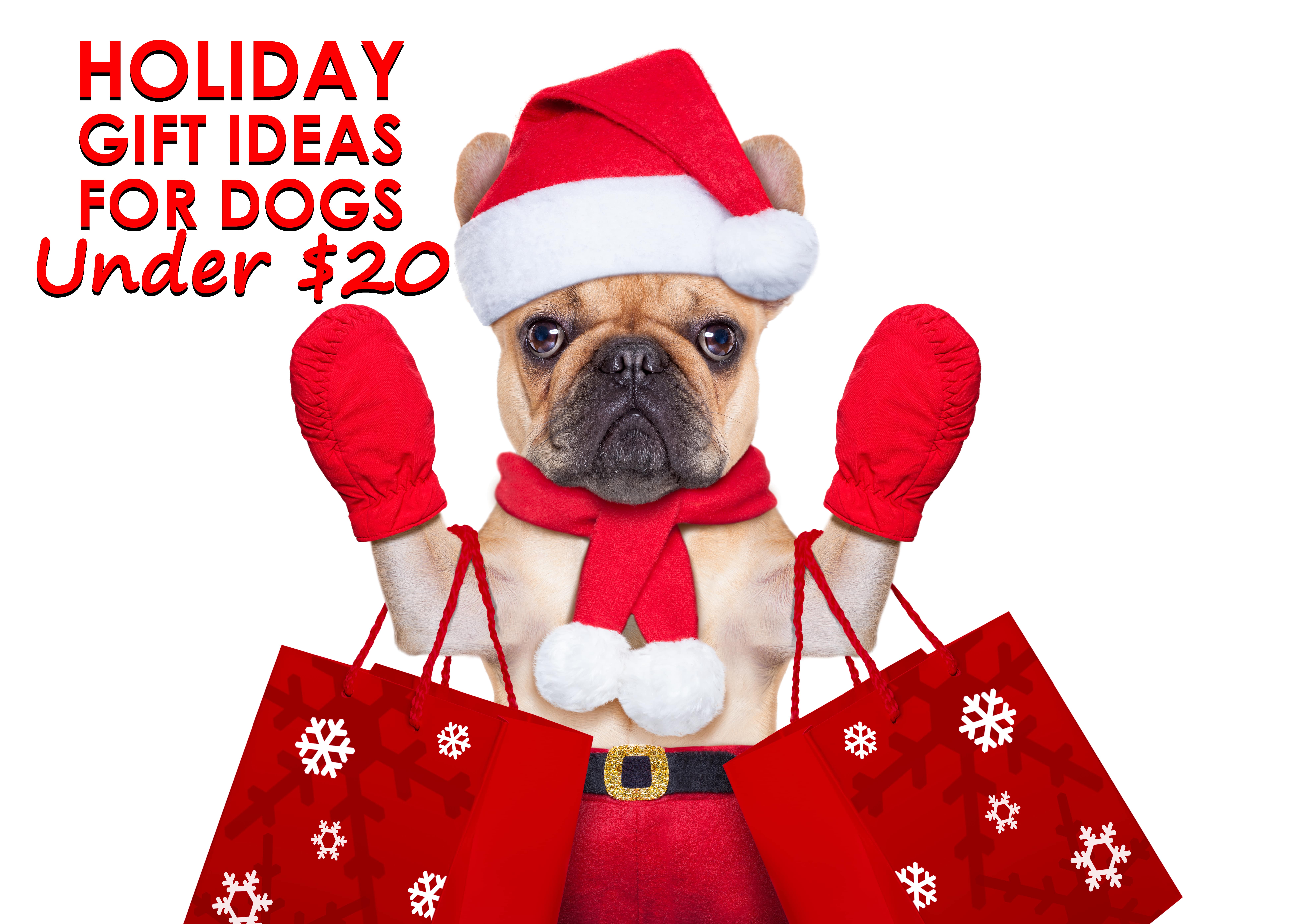 Gift Guide for Small Dogs: Best Holiday Presents – American Kennel
