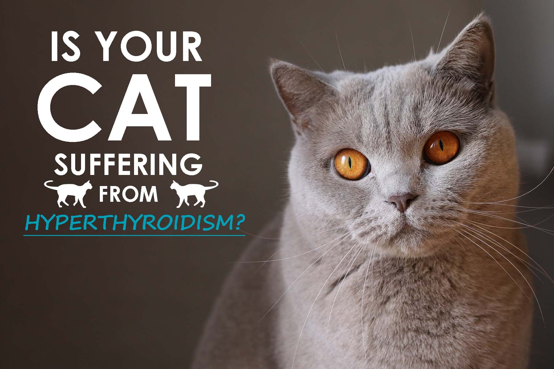 hyperthyroidism-in-cats-learn-the-signs-allivet-pet-care-blog