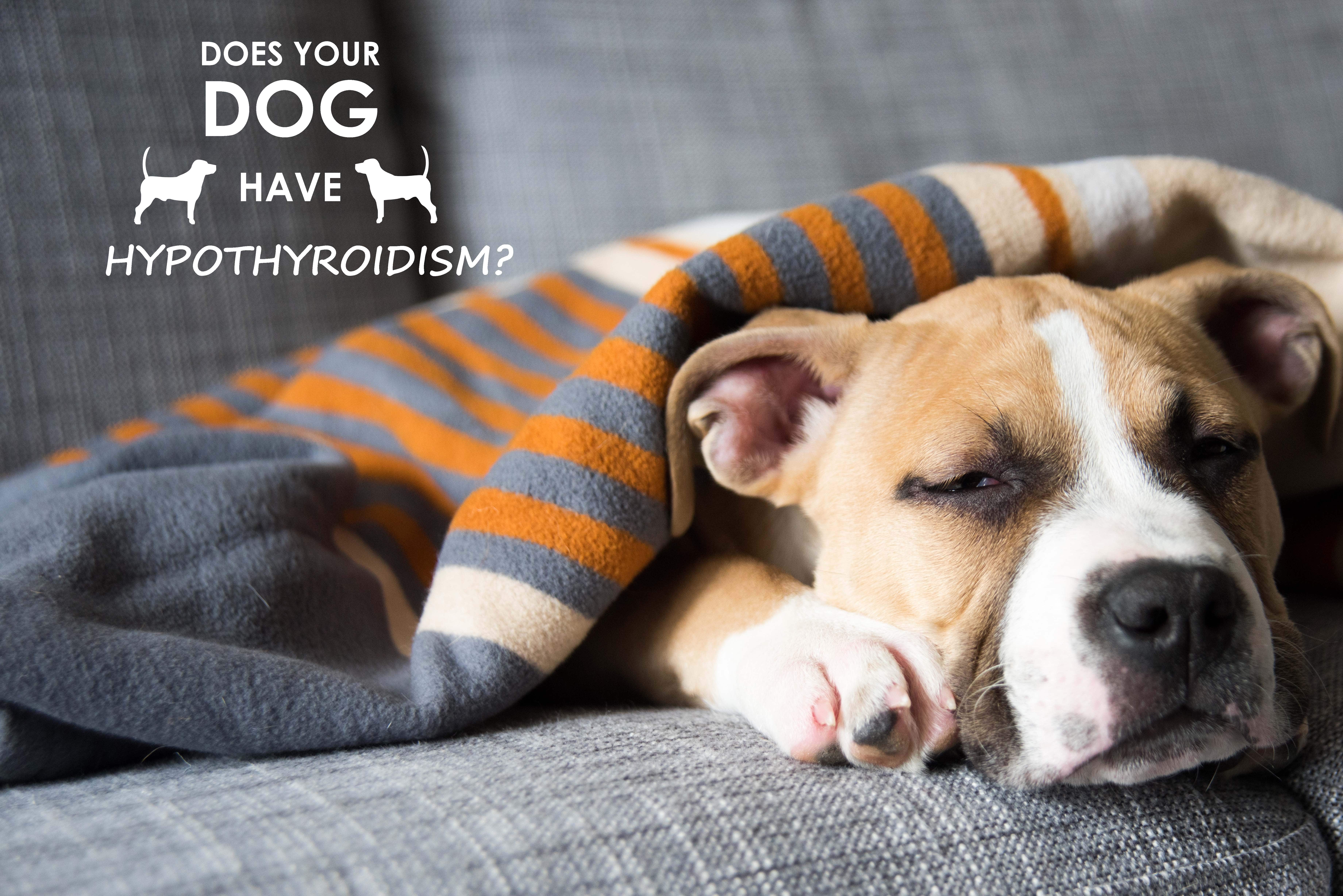 can hypothyroidism cause anxiety in dogs