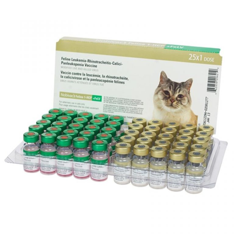 Feline Leukemia Virus What You Must Know Allivet Pet Care Blog   Nobivac Feline 1 Hcp 768x768 