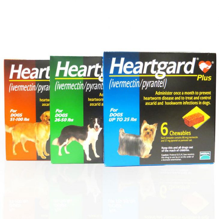 Heartworm Disease in Dogs What You Must Know - Allivet Pet Care Blog