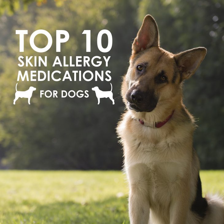 best way to treat dog allergies