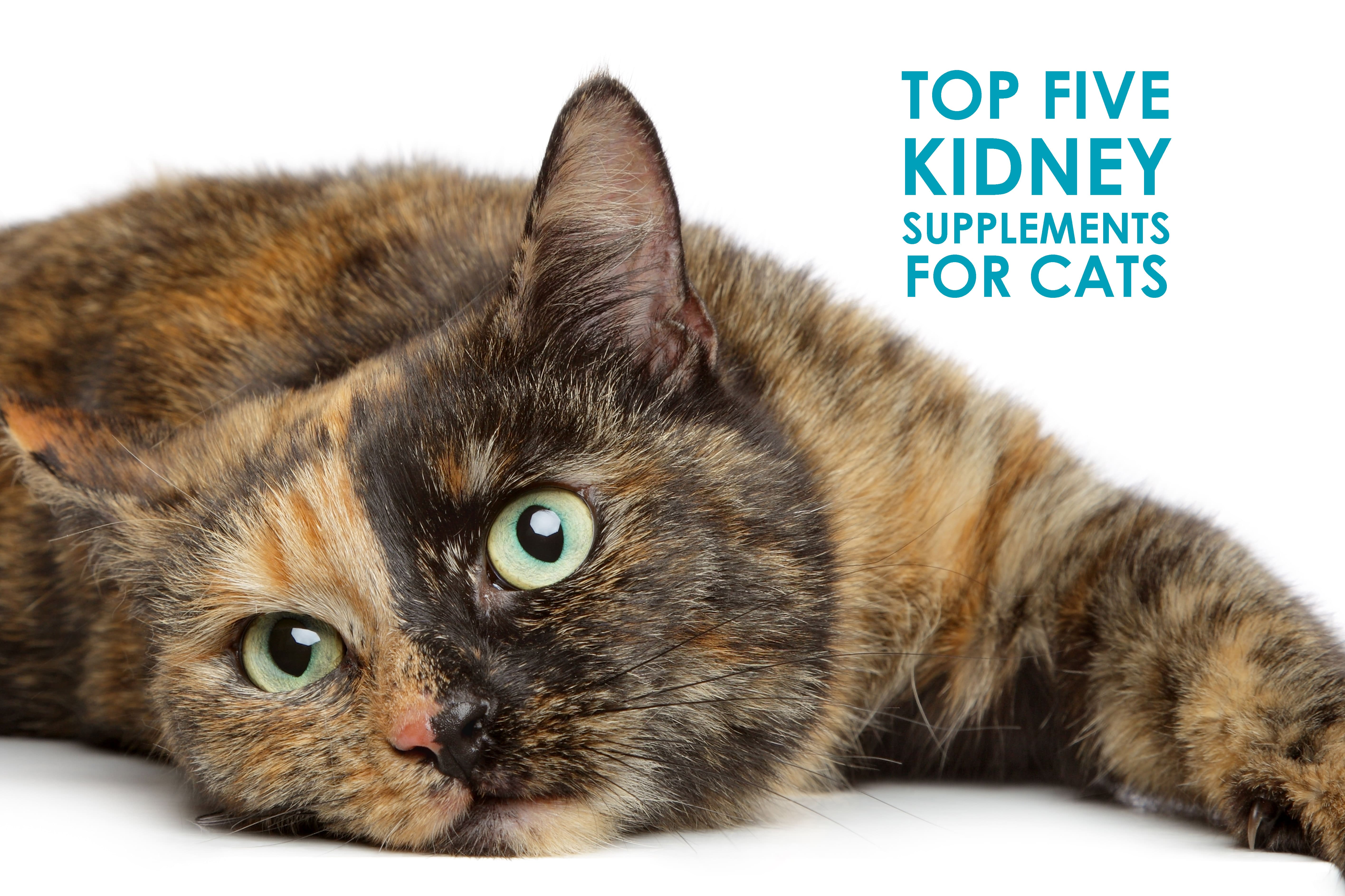 Top 5 Kidney Supplements for Cats 