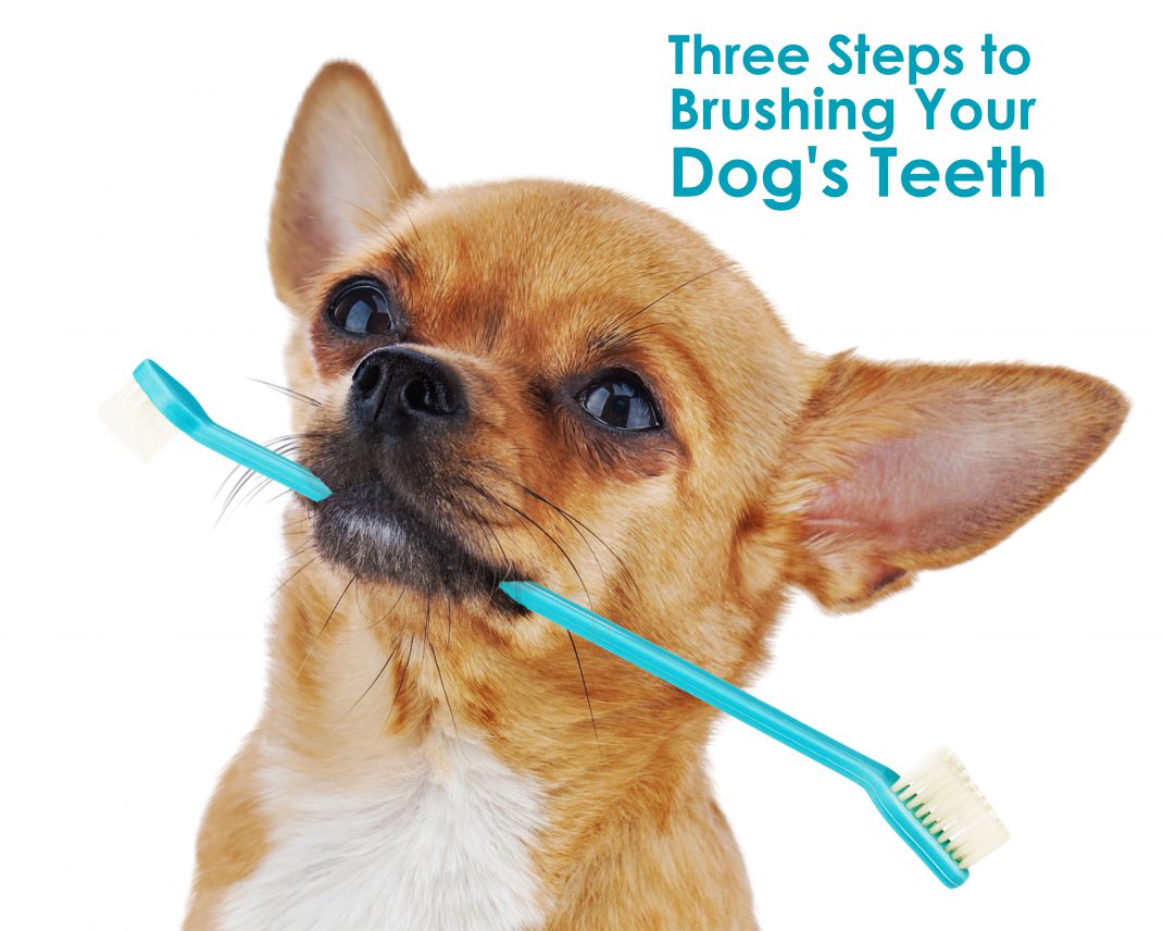 How to Care for Your Dog's Teeth Allivet Pet Care Blog