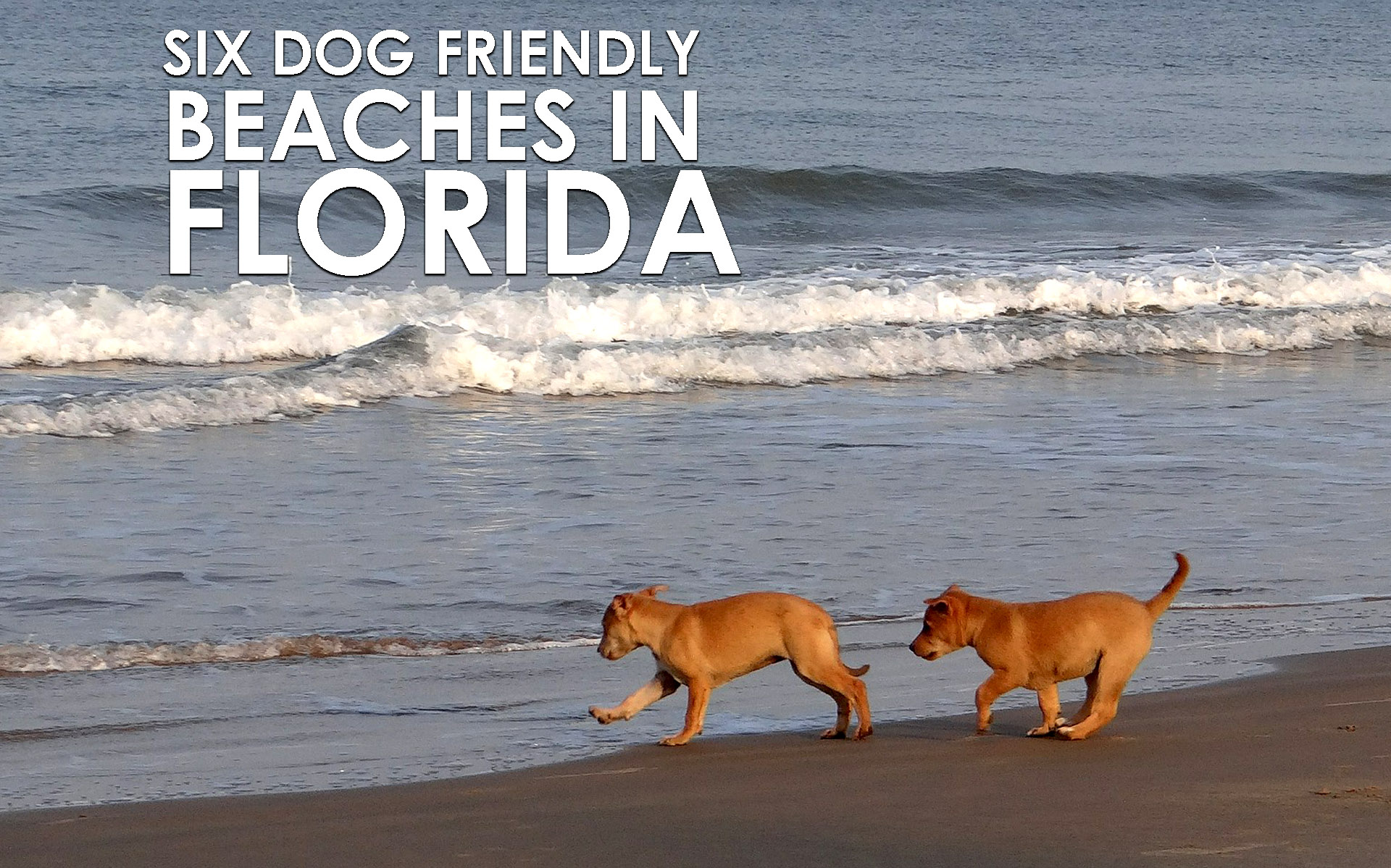Dog Friendly Beaches Florida 