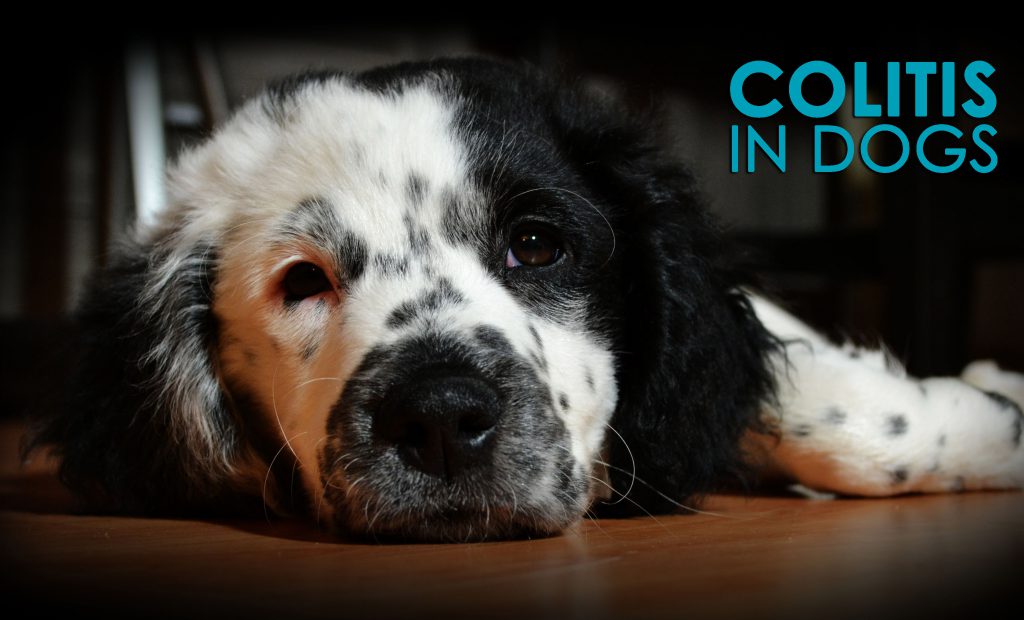 can dog colitis go away on its own