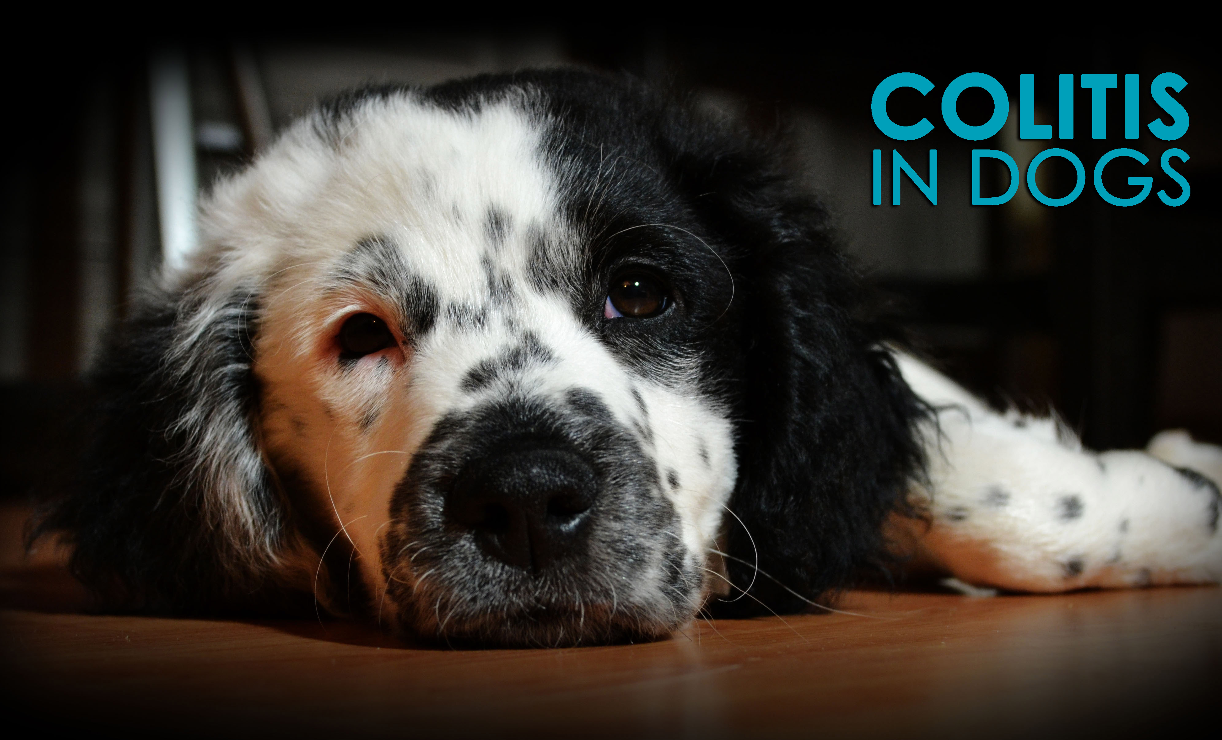 How Serious Is Colitis In Dogs