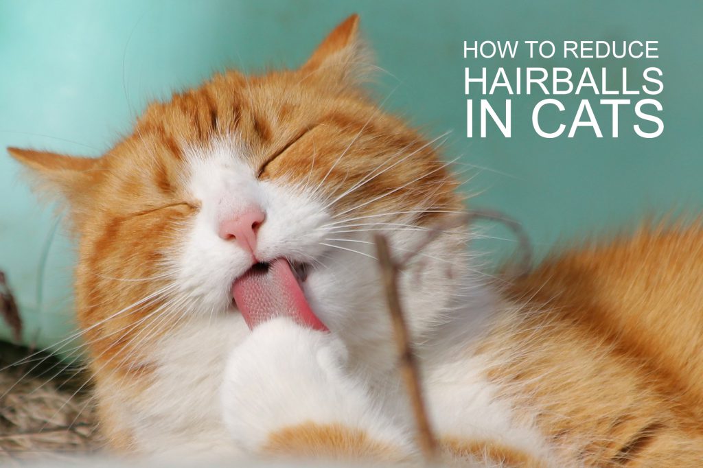 How to Reduce Hairballs in Cats - Allivet Pet Care Blog