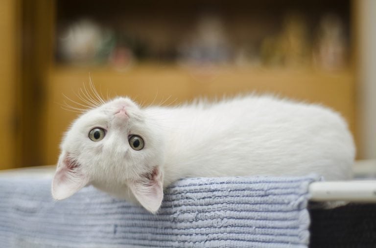 How to Introduce Your New Kitten to Your Older Cat - Allivet Pet Care Blog