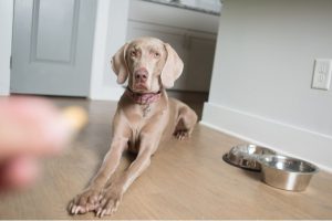 Prednisone: What Is It Used For in Dogs? | Allivet