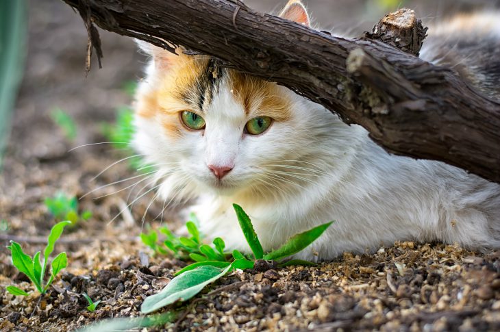 Facts About TNR (Trap-Neuter-Return) - Allivet Pet Care Blog