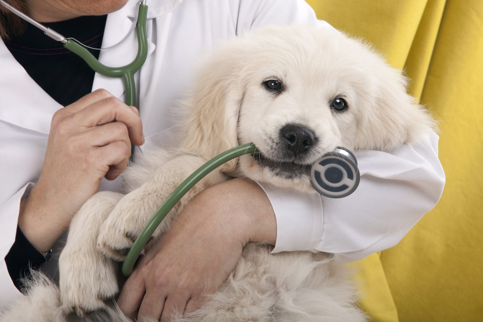 5 Ways to Save on Veterinary Care Allivet Pet Care Blog