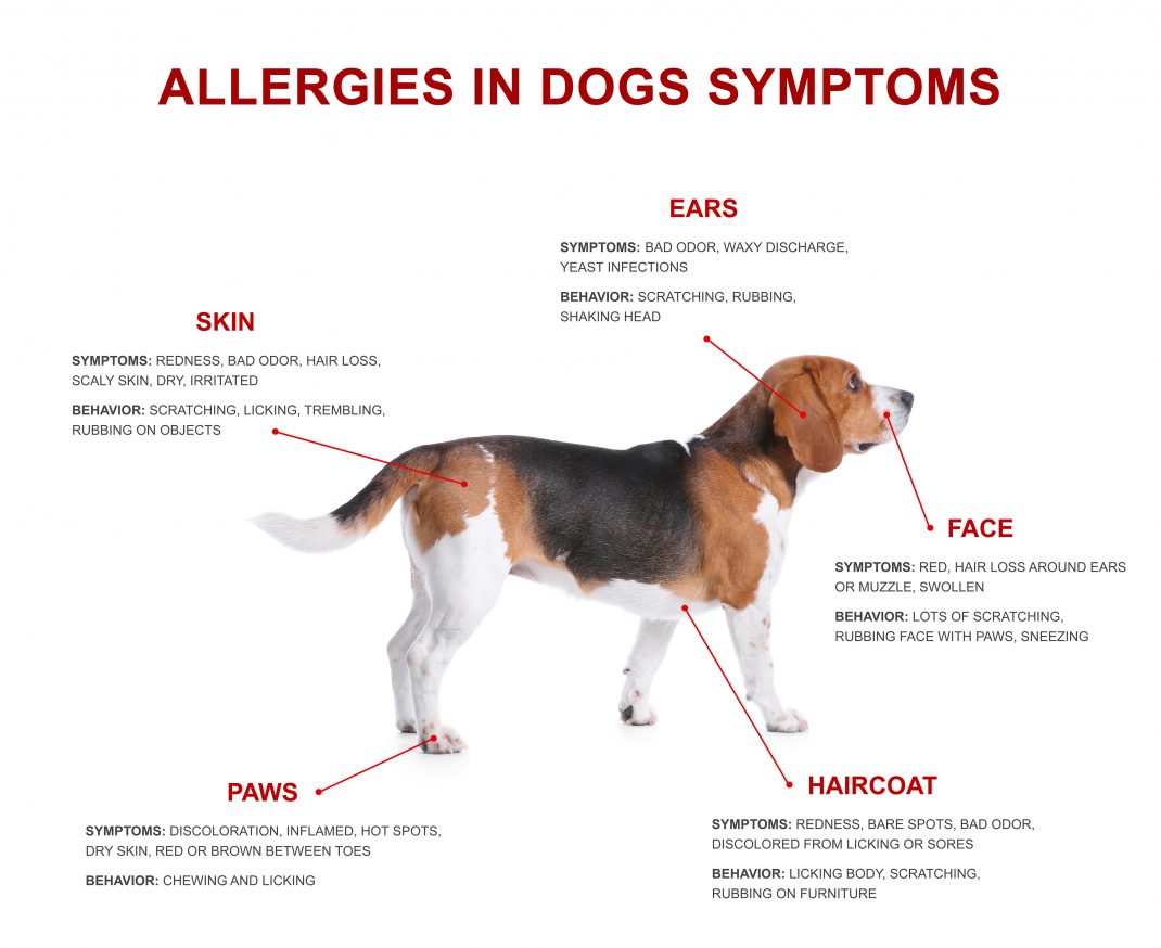 Seasonal Allergies Treatment For Dogs at Yolanda Jeffers blog