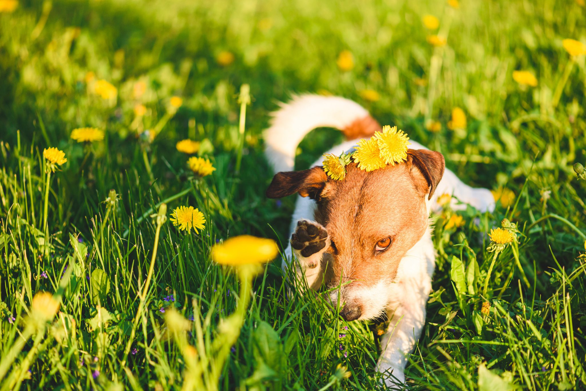 Can Too Much Protein Cause Allergies In Dogs