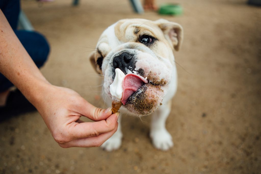 Pet-Friendly Ice Cream Shops in Every State! - Allivet Pet Care Blog