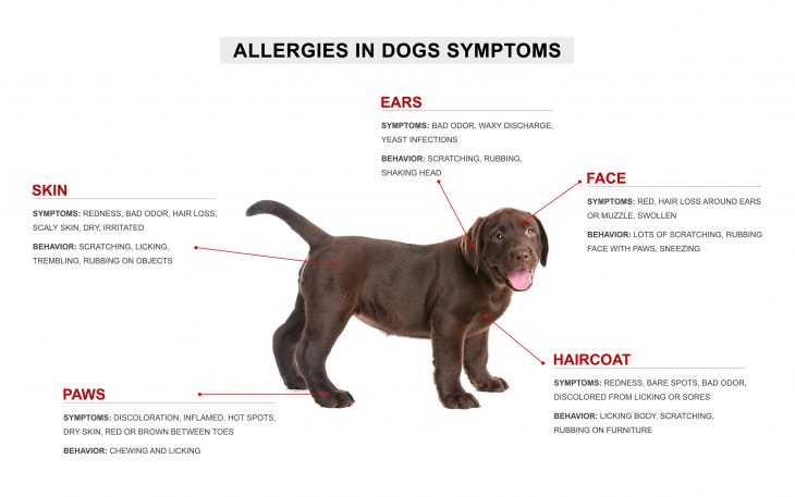 Treating Fall Allergies in Dogs - Allivet Pet Care Blog