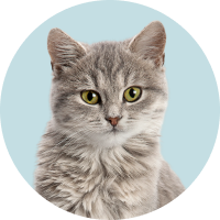 Cat Care
