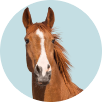 Horse Care