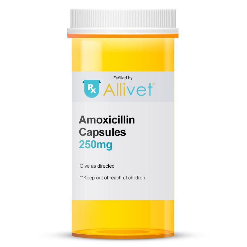 Amoxicillin for cats 2024 without vet prescription