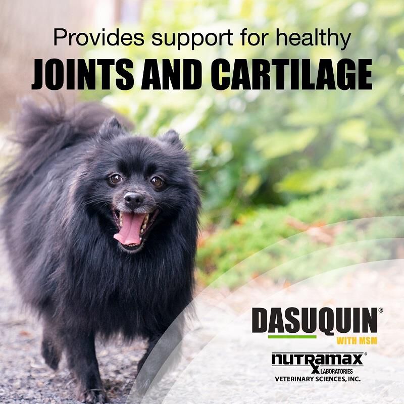 Get Nutramax Dasuquin with MSM Soft Chews for Dogs