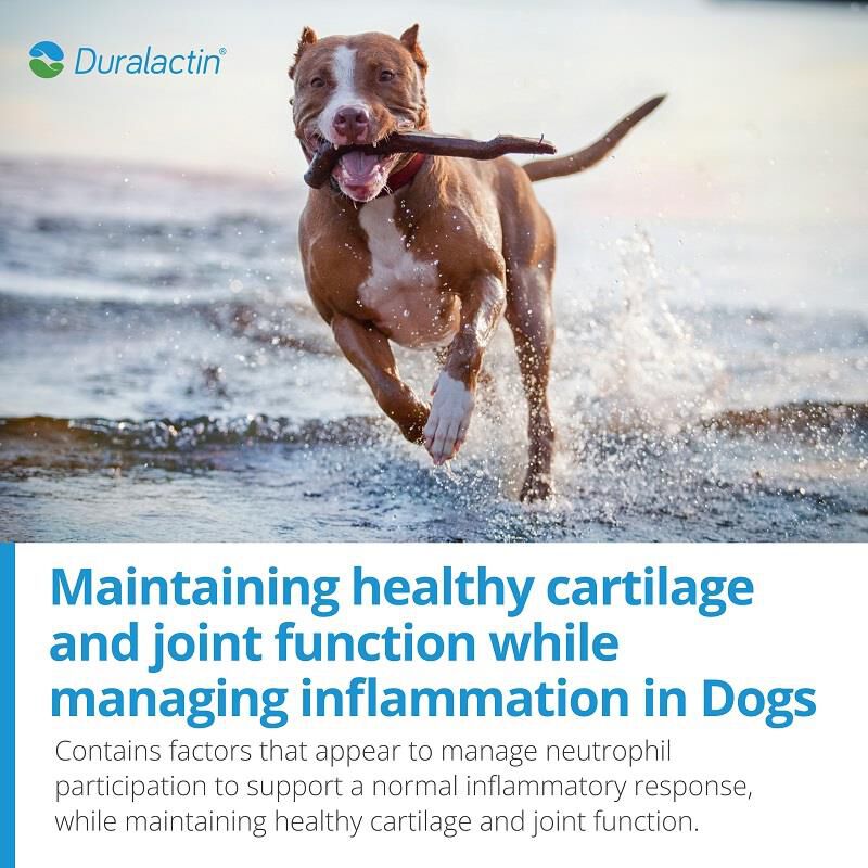 Duralactin 2024 for dogs