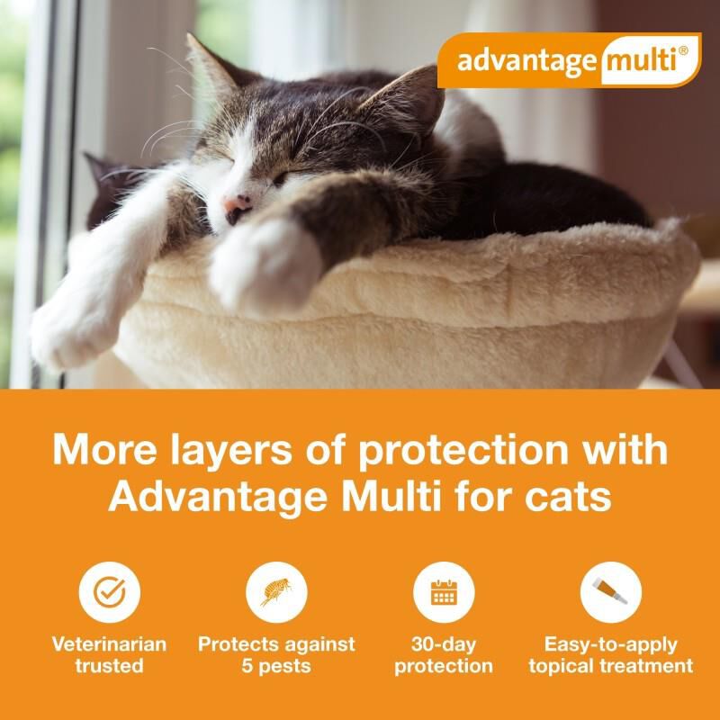 Petsmart fashion advantage multi for cats