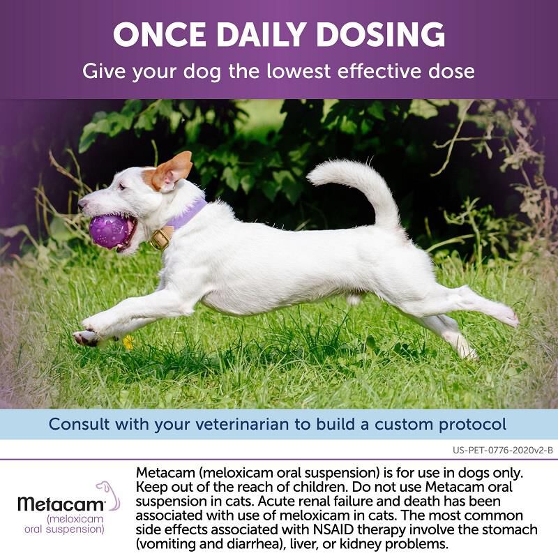 Metacam medication best sale for dogs