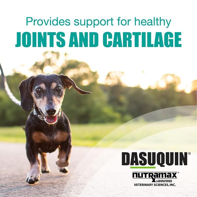 Nutramax Dasuquin Soft Chews for Joint Health for Dogs