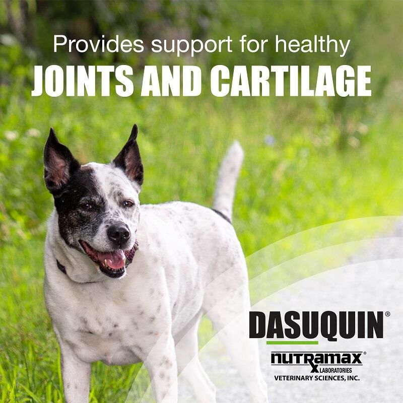 Dasuquin for hotsell large dogs