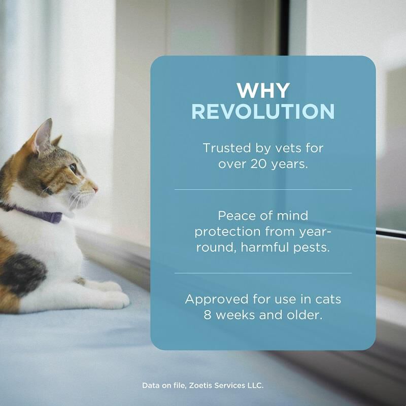 Cat fashion revolution medicine