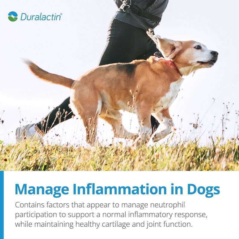 Duralactin canine outlet