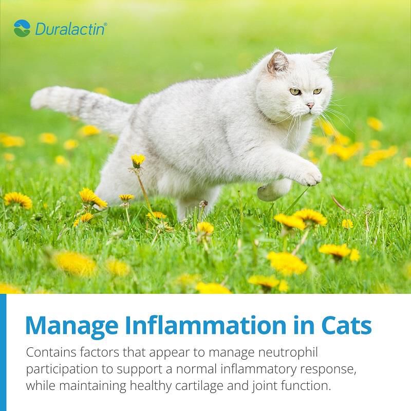 Microlactin 2024 for cats