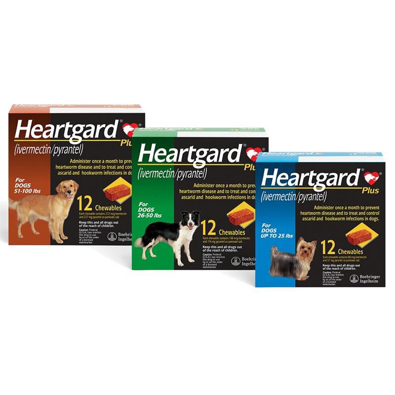 Top heartworm medicine outlet for dogs