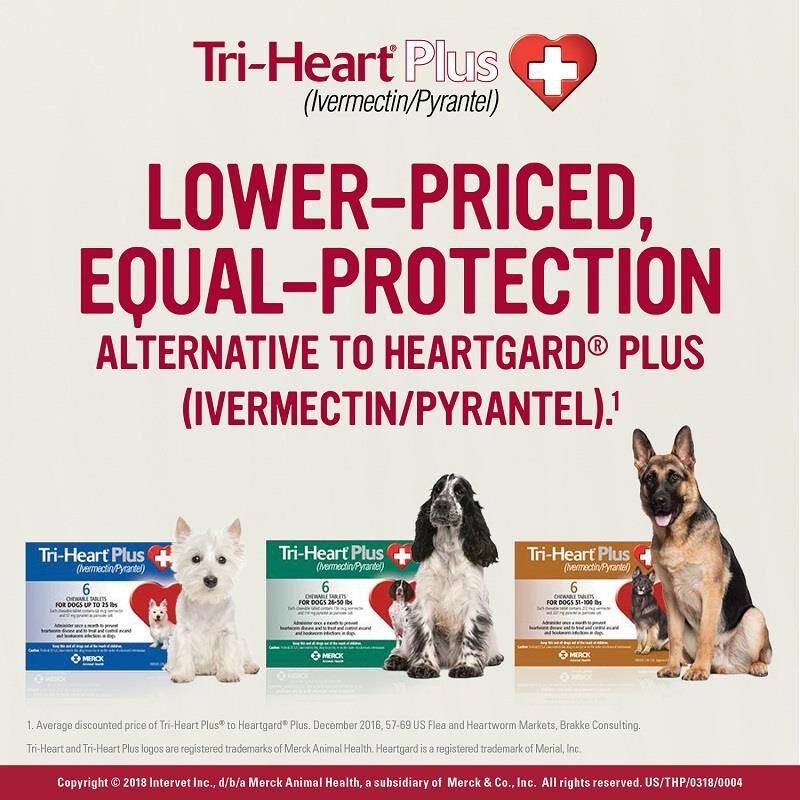 Heart pills for fashion dogs