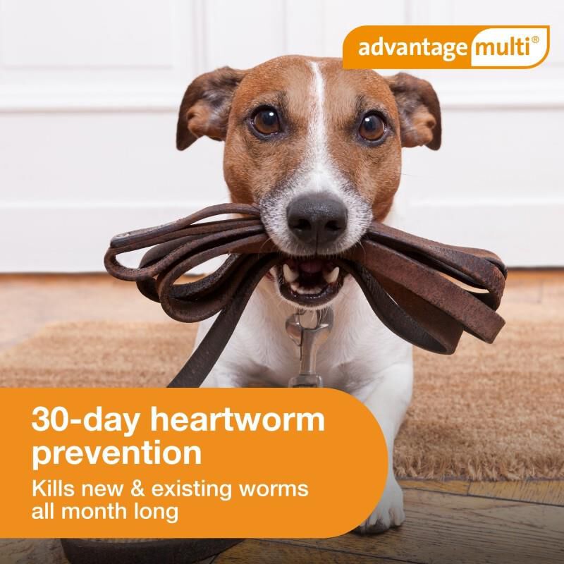 Bayer Advantage Multi for Dogs Puppies Heartworm Fleas Allivet