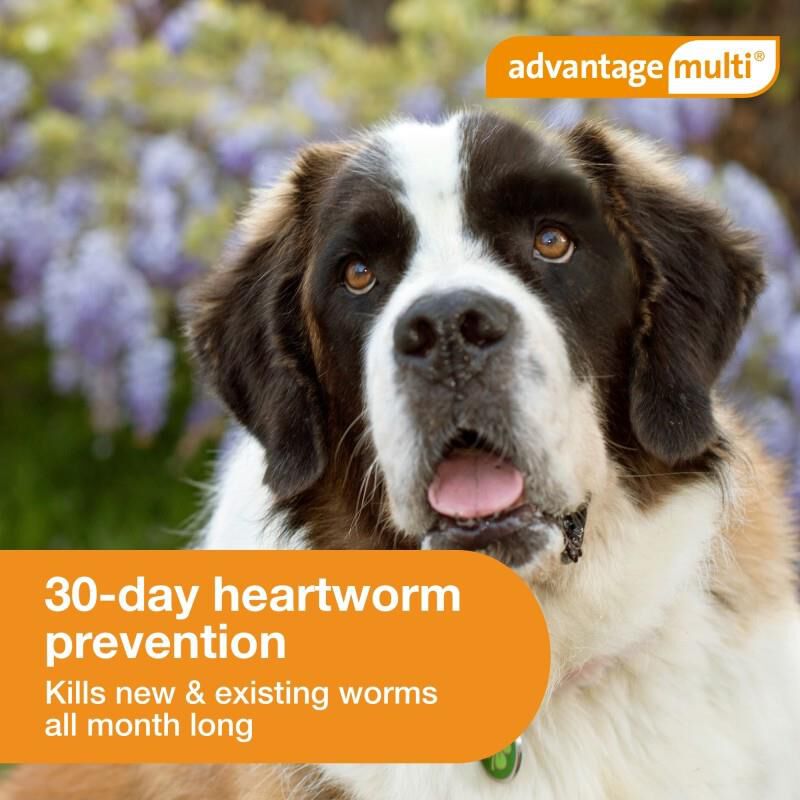 Advantage multi heartworm treatment hotsell