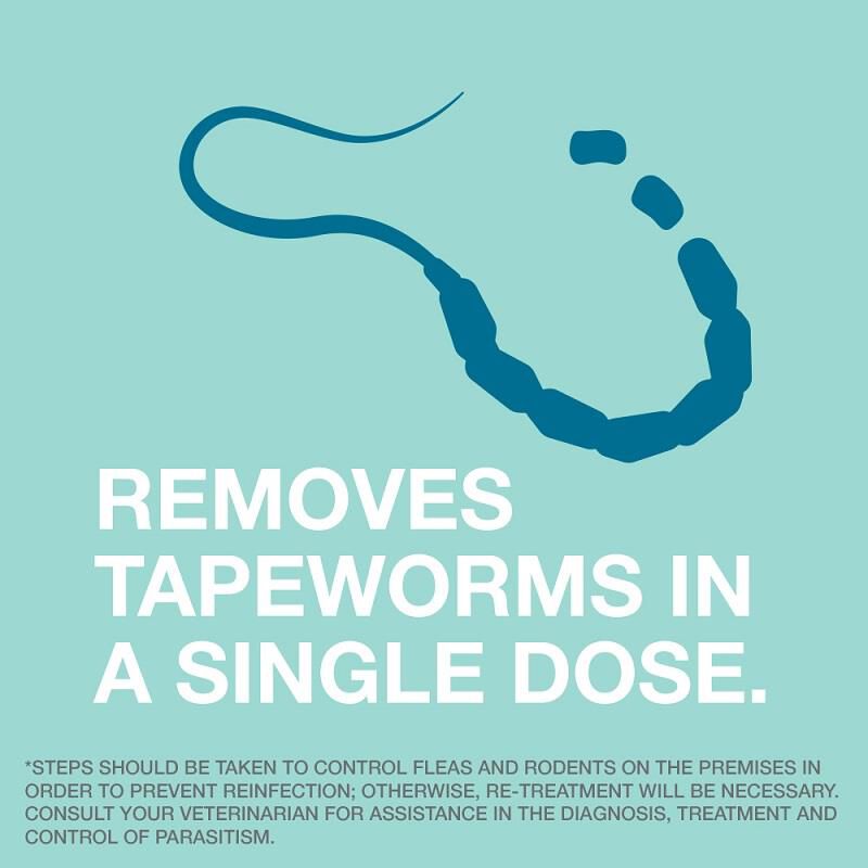 Get Treatment For Tapeworms In Dogs Tapeworm Medicine For Dogs   50887 3 